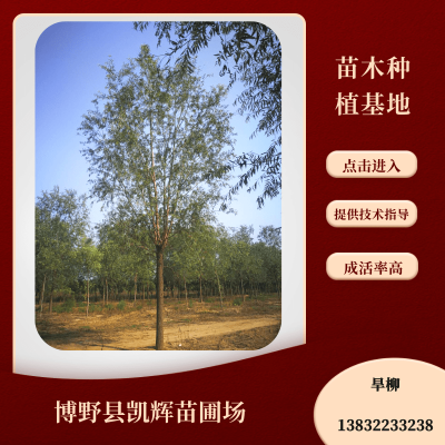 旱柳图2