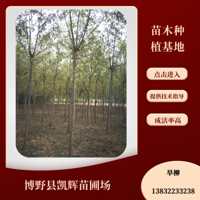 旱柳图5