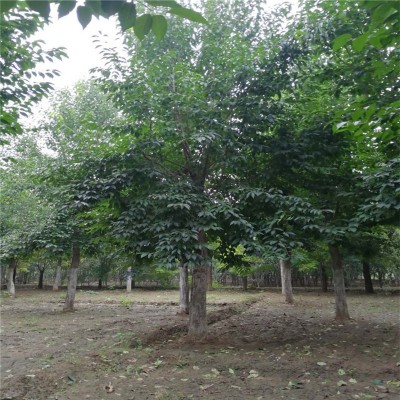 杜仲种植基地图5